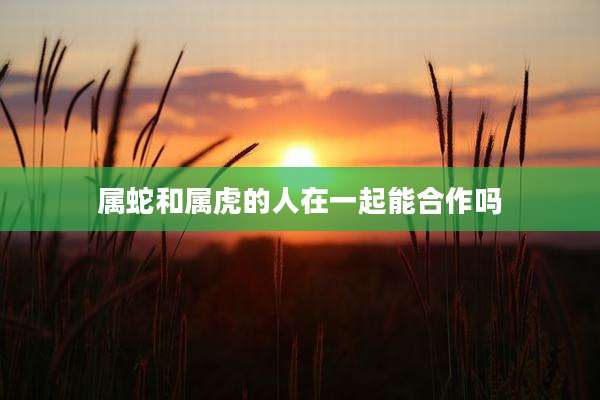 属蛇和属虎的人在一起能合作吗