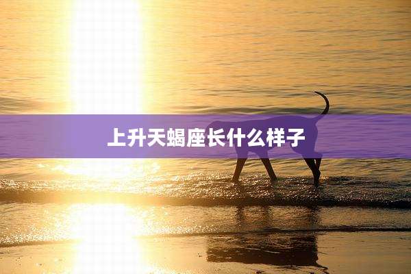 上升天蝎座长什么样子