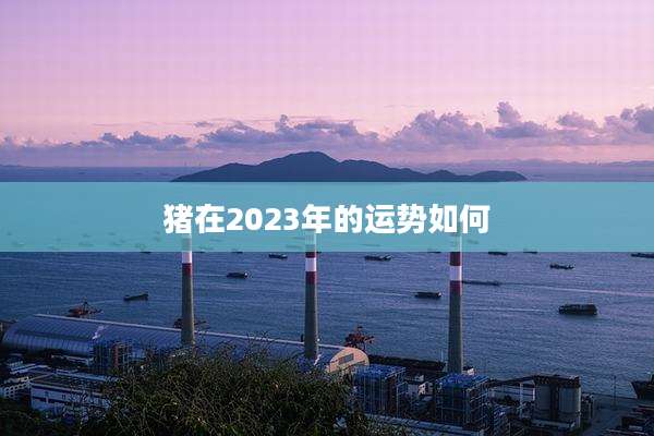 猪在2023年的运势如何