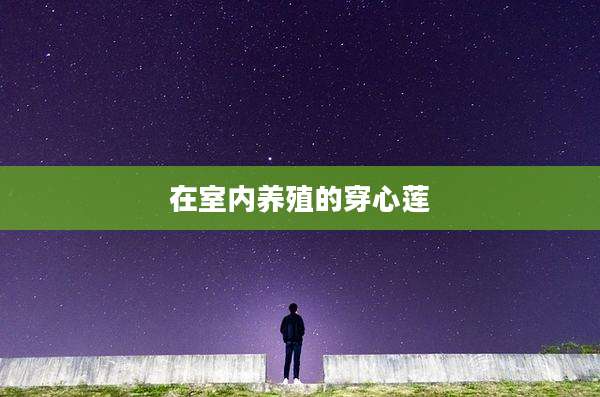 在室内养殖的穿心莲