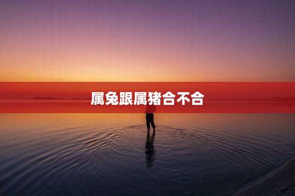 属兔跟属猪合不合
