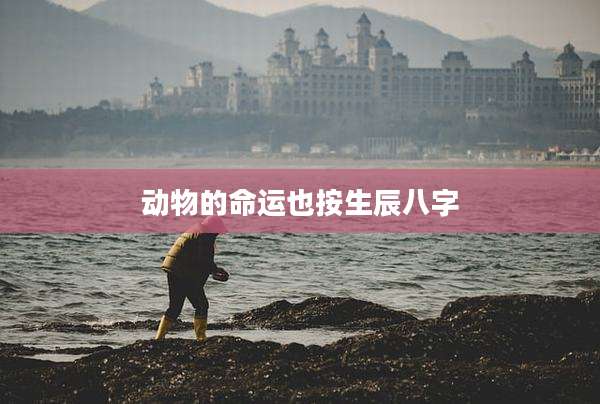 动物的命运也按生辰八字