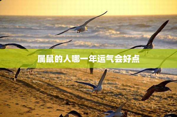 属鼠的人哪一年运气会好点