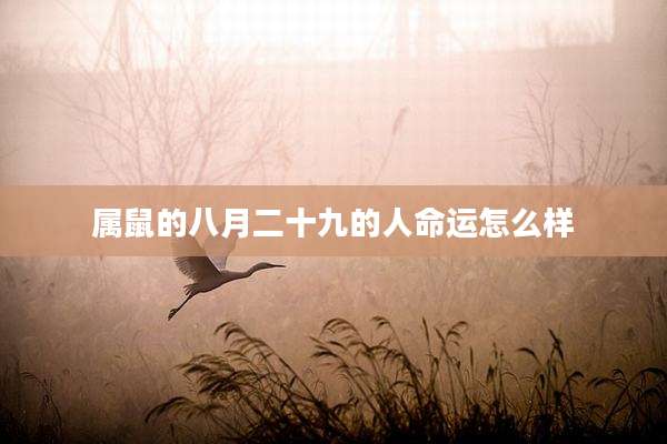 属鼠的八月二十九的人命运怎么样