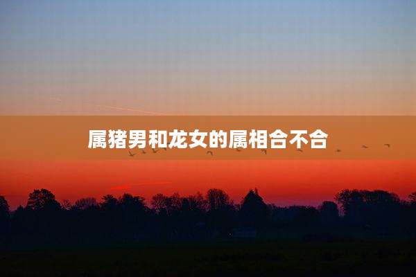 属猪男和龙女的属相合不合