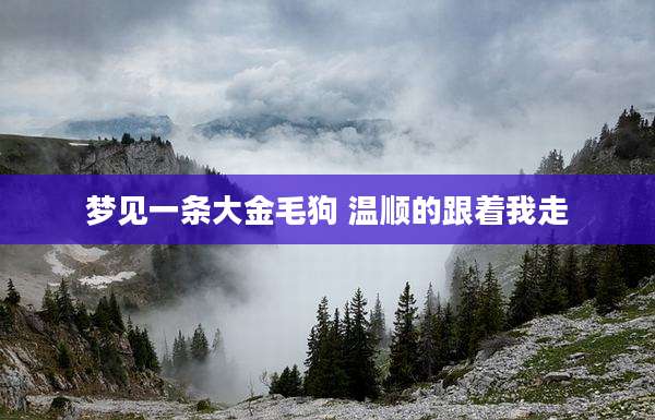 梦见一条大金毛狗 温顺的跟着我走