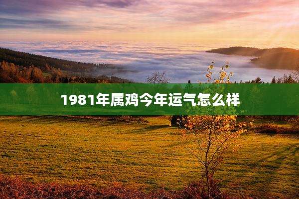 1981年属鸡今年运气怎么样