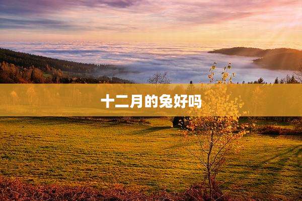 十二月的兔好吗