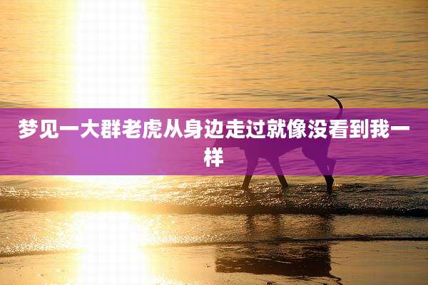 梦见一大群老虎从身边走过就像没看到我一样
