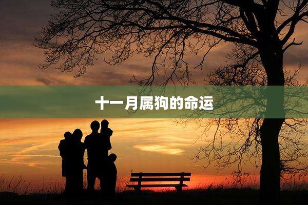 十一月属狗的命运