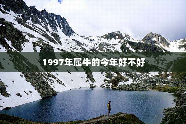 1997年属牛的今年好不好