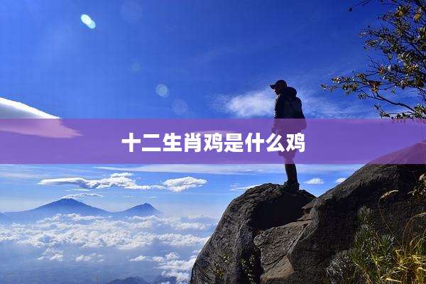 十二生肖鸡是什么鸡
