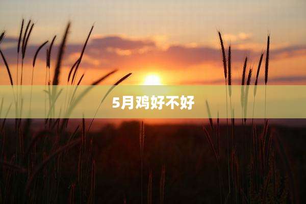 5月鸡好不好