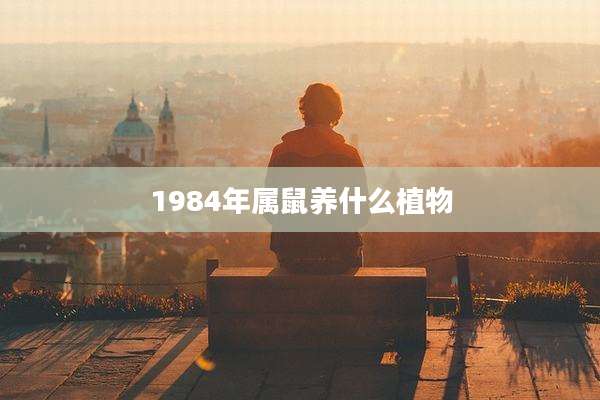 1984年属鼠养什么植物
