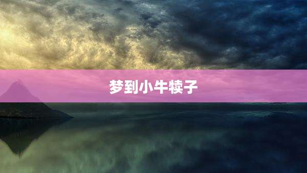 梦到小牛犊子
