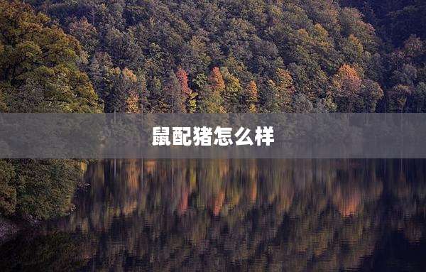 鼠配猪怎么样