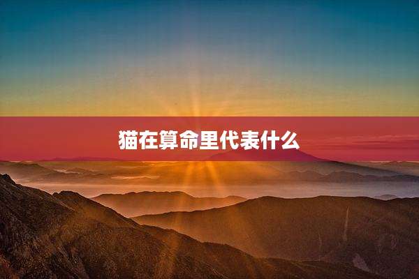 猫在算命里代表什么