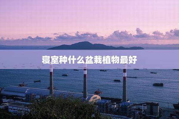 寝室种什么盆栽植物最好