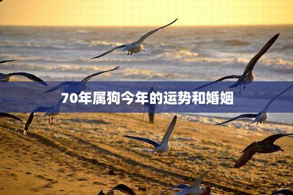 70年属狗今年的运势和婚姻