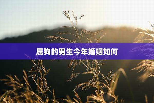 属狗的男生今年婚姻如何