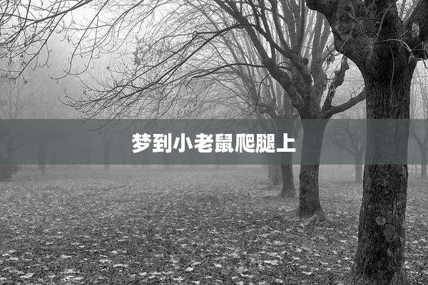 梦到小老鼠爬腿上