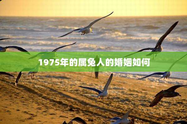1975年的属兔人的婚姻如何