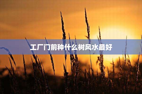 工厂门前种什么树风水最好