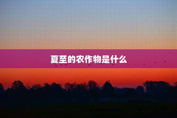 夏至的农作物是什么