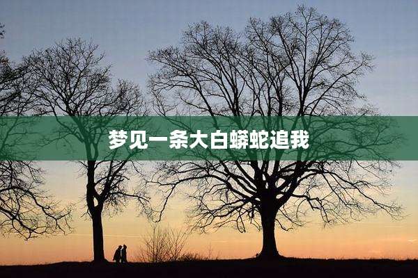 梦见一条大白蟒蛇追我