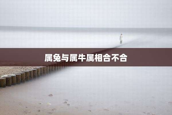 属兔与属牛属相合不合