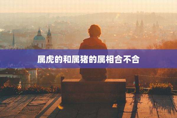 属虎的和属猪的属相合不合
