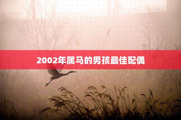 2002年属马的男孩最佳配偶