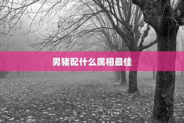 男猪配什么属相最佳