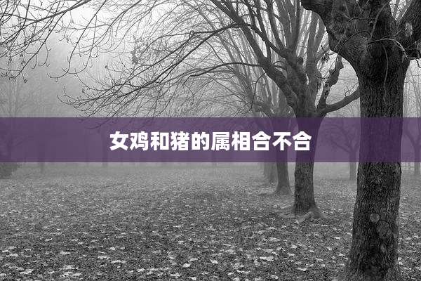 女鸡和猪的属相合不合