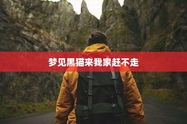 梦见黑猫来我家赶不走