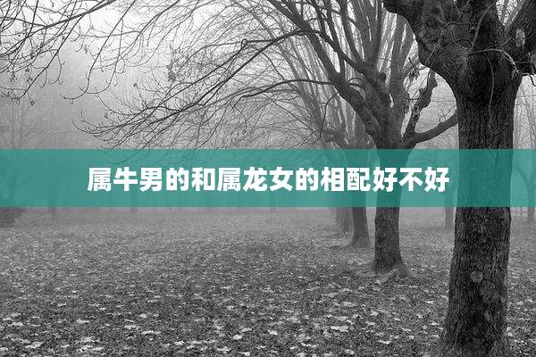 属牛男的和属龙女的相配好不好