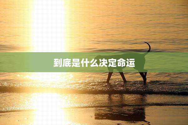 到底是什么决定命运