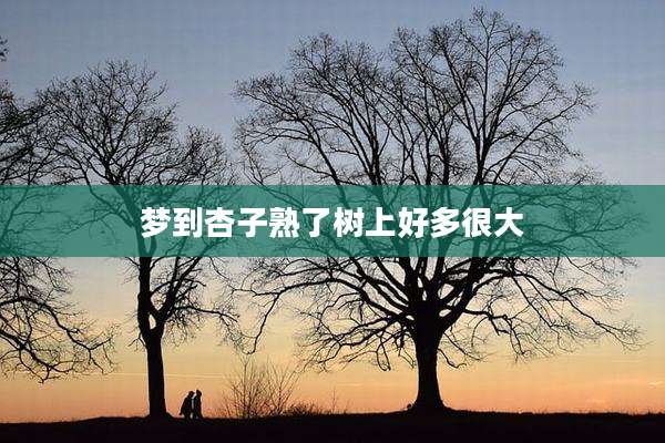梦到杏子熟了树上好多很大