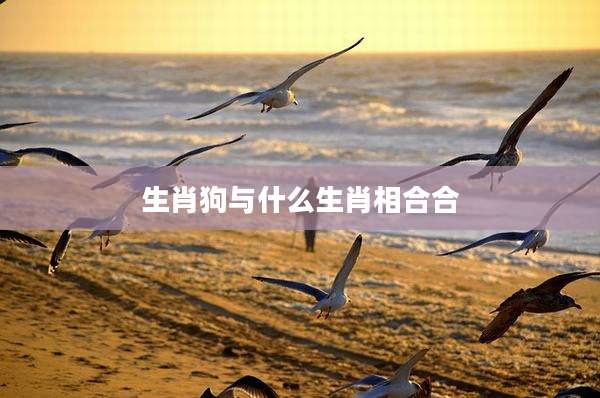 生肖狗与什么生肖相合合
