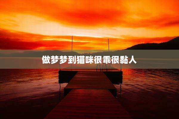 做梦梦到猫咪很乖很黏人