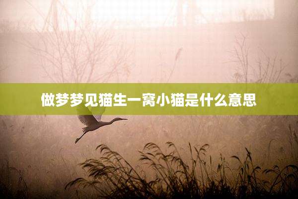 做梦梦见猫生一窝小猫是什么意思
