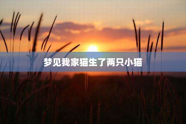 梦见我家猫生了两只小猫