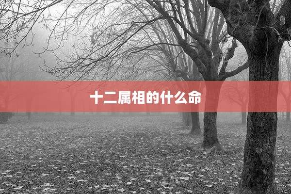 十二属相的什么命