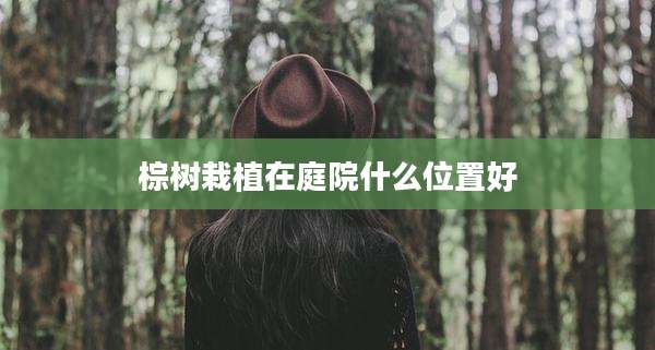 棕树栽植在庭院什么位置好