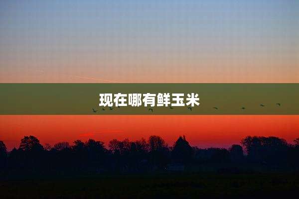 现在哪有鲜玉米