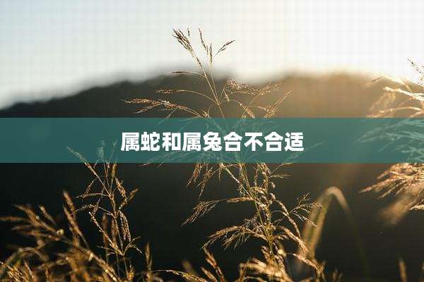 属蛇和属兔合不合适