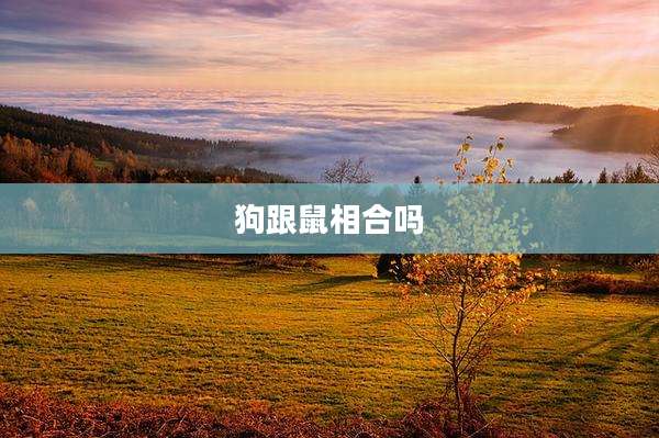 狗跟鼠相合吗