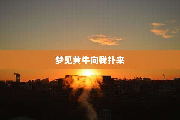 梦见黄牛向我扑来