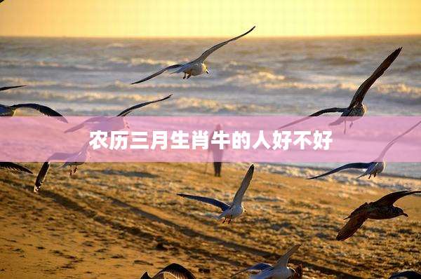农历三月生肖牛的人好不好