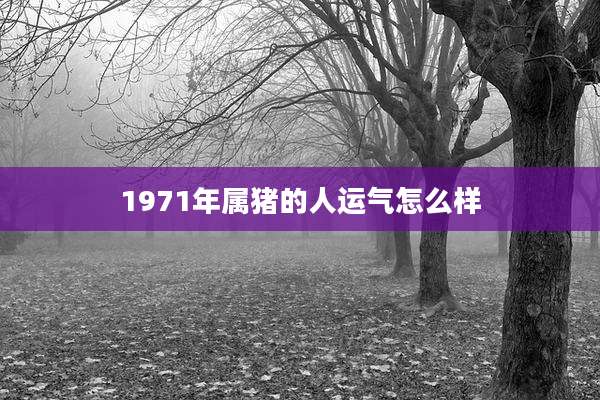 1971年属猪的人运气怎么样